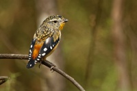 Pardalot teckovany - Pardalotus punctatus - Spotted Pardalote 8081